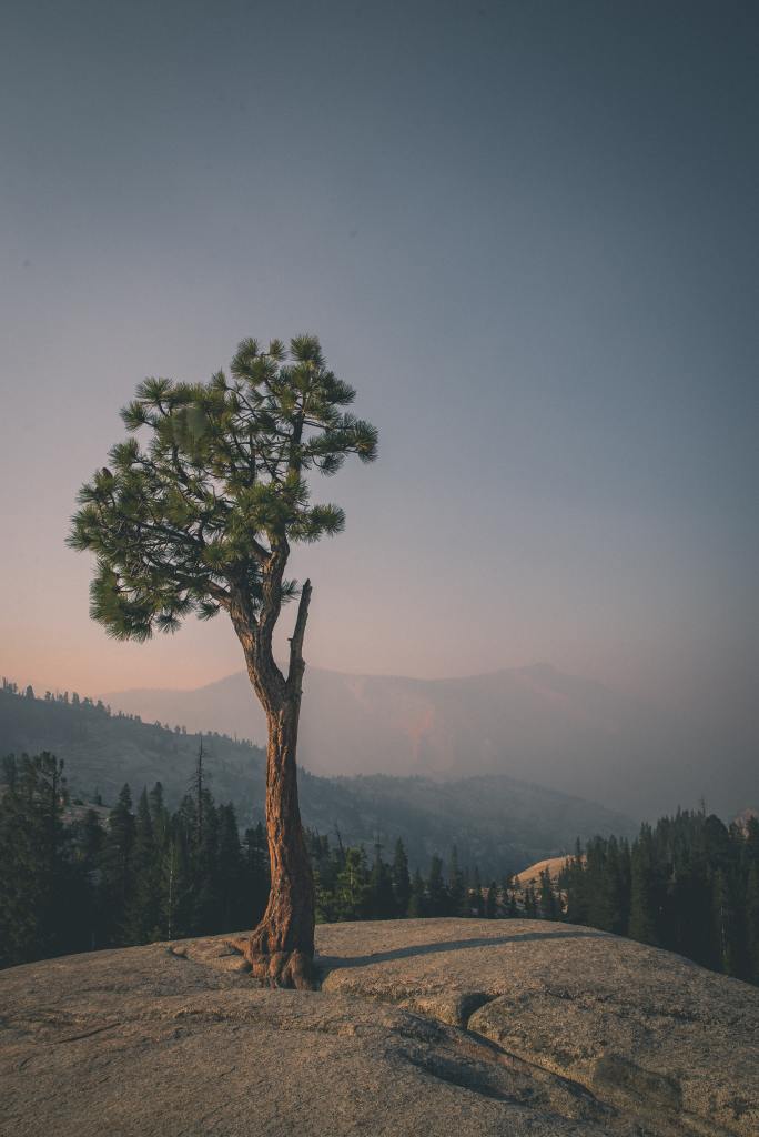 Photo of a tree coming out of a rock by Casey Horner via Unsplash